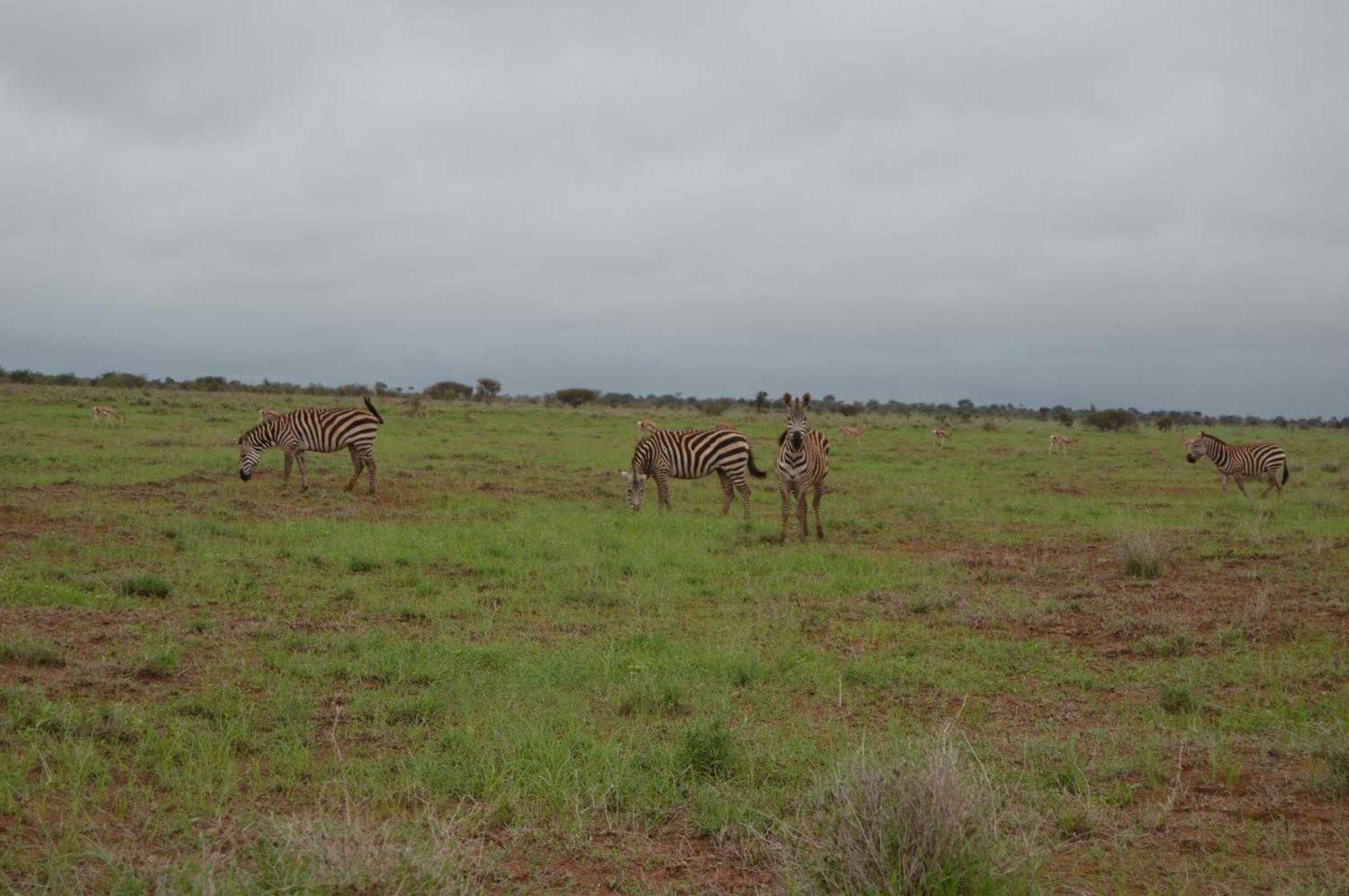 Wild Amboseli Ndovu Cottage. Exterior foto